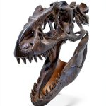 StarWalk Kids Media Dinosaur History eBook for Grades 5-9 Kindle-0